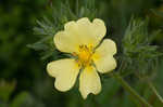 Sulphur cinquefoil